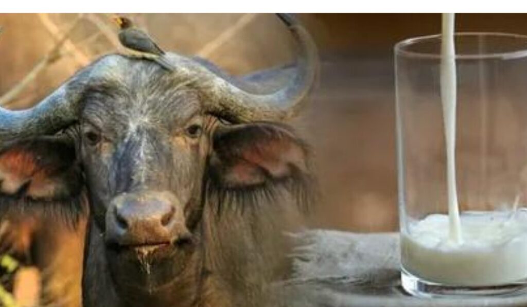 Discovering the Genuine Spirit of WellHealthOrganic Buffalo Milk Tag